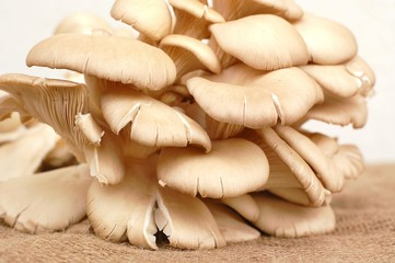 Oyster mushroom on the white background