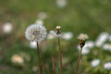 Frühling ist da und die Blumen blühen