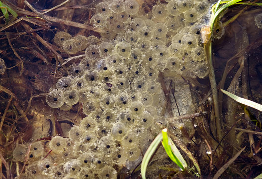  frogspawn sitting on top of a pond
