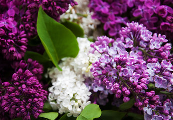 spring lilac flowers