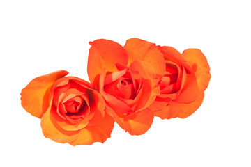 Three Bright Orange Rosebuds on Wite Background