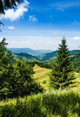 Fototapeta na wymiar mountain summer landscape. trees near meadow and forest on hills