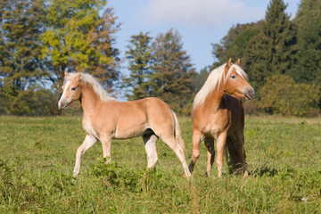 Mare with foal on pasture