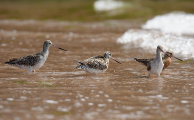 Bar-tailed Godwit, Limosa lapponica