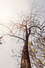 Obraz premium Branches in autumn against blue sky with sun haze