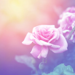 Floral background with pink rose.