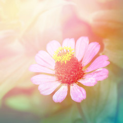 Fototapeta na wymiar Floral background with pink flower