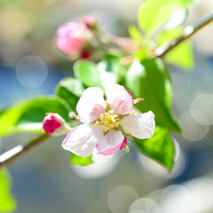 Fototapeta na wymiar Apfelblüte - Obstblüte - Frühling