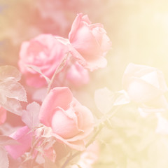 Floral background with roses.
