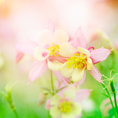 Floral background with Aquilegia flowers.
