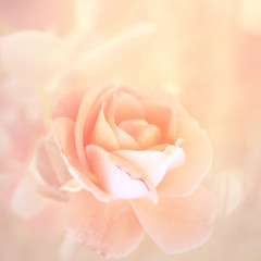  Floral background with rose flower.