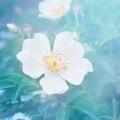 Floral background with white flower.