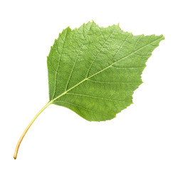 Birch leaves isolated. without shadow © azure