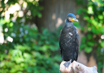 Cormorant sitting on a branch
