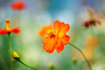 Floral background with orange flower.