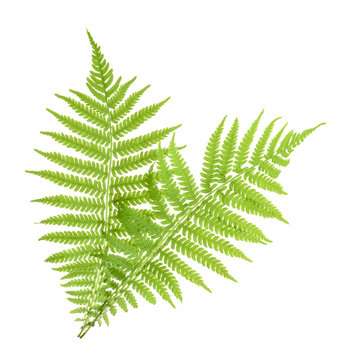Fern isolated on white. without shadow