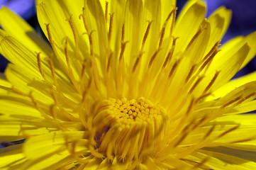 Närbild på en gul blomma