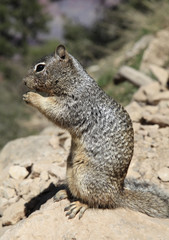 Naklejka na ściany i meble Rock Squirrel Perched on a Rock