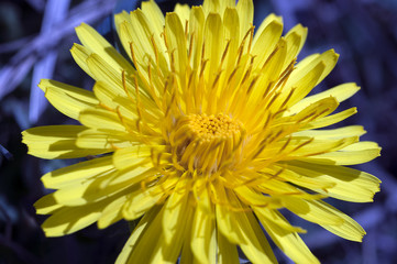 Fototapeta premium Närbild på en gul blomma