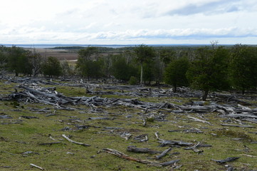  Fallen trees on the shore of Lago Blanco.