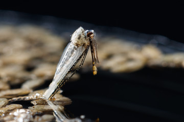 Newborn anopheles dirus mosquito