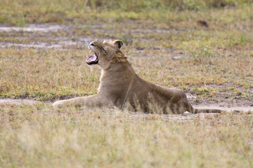 Young lion male yawn while lying down and rest