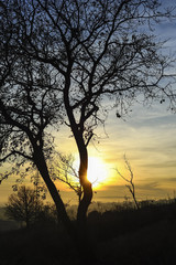 Fototapeta na wymiar Sonnenuntergang mit Baum bei Eisenstadt