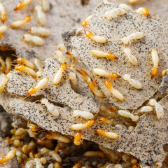 Termites or white ants