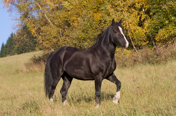 Portrait of nice welsh pony