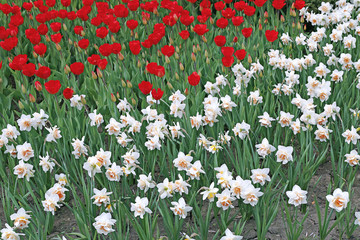 Many flowers of white narcissus and red tulips on the flowerbed