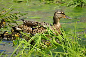 Cane Colvert et canetons 