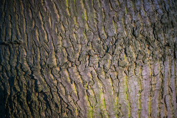 Texture of the tree bark in the sunset light, abstract background