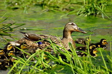 Cane Colvert et canetons 