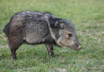 collarded Peccary or Javelina