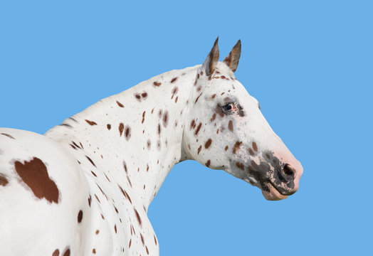 Nice head of appaloosa horse isolated on blue background