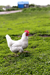 Closeup view of a white hen in a meadow
