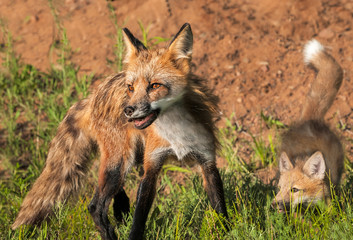 Naklejka na ściany i meble Red Fox Vixen (Vulpes vulpes) and Kit Quick Turn