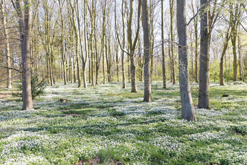 Thousands of wood anemone in the beech forest