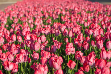 Tulips flowerbed, field of beautiful pink tulips in spring, city decoration