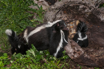 Obraz premium Striped Skunk Mother (Mephitis mephitis) Holds Kit