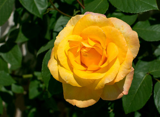 Yellow rose and green leaves