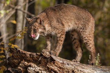Naklejka na ściany i meble Bobcat (Lynx rufus) Licks Chops