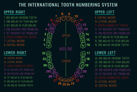 Teeth vector Infographic