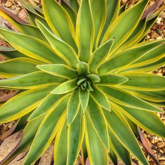 Fototapeta premium green and yellow agave plant from above