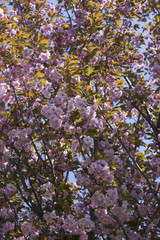 Wild Himalayan Cherry ( Prunus cerasoides )