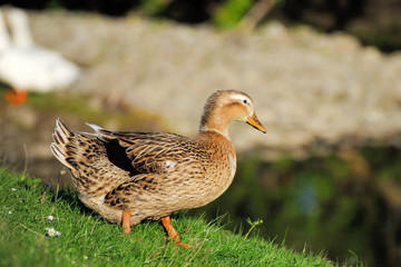 Duck bird in nature