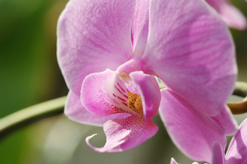 Fototapeta na wymiar Beautiful Purple orchid