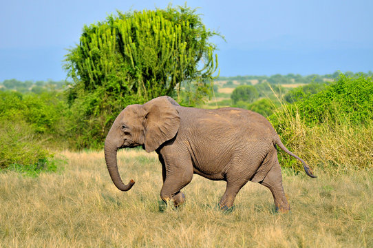Fototapeta African elephant on  savannah in uganda