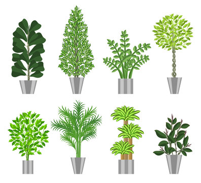 Big trees house plants collection. Vector illustration
