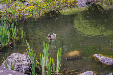 Duck floating in a small pond.